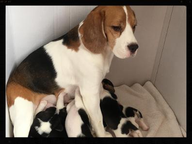 beautiful beagle puppy, female beagle, male beagle, for sale beagle puppies