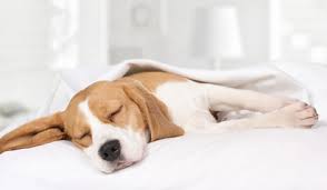 tan & white beagle, tri-colour beagle kennel club registerd, healthy beagle