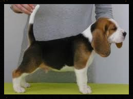 tan and white beagle puppy, lemon and white beagle puppies, tri colour beagle puppies