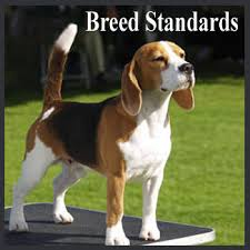 breed standard, beagle puppy, microchipped puppy, natural food, scent blanket, puppy toys, tri colour puppy beagle