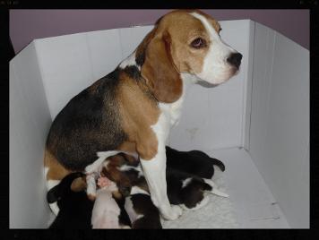 puppy wating list, beagle puppies for sale, healthy beagle