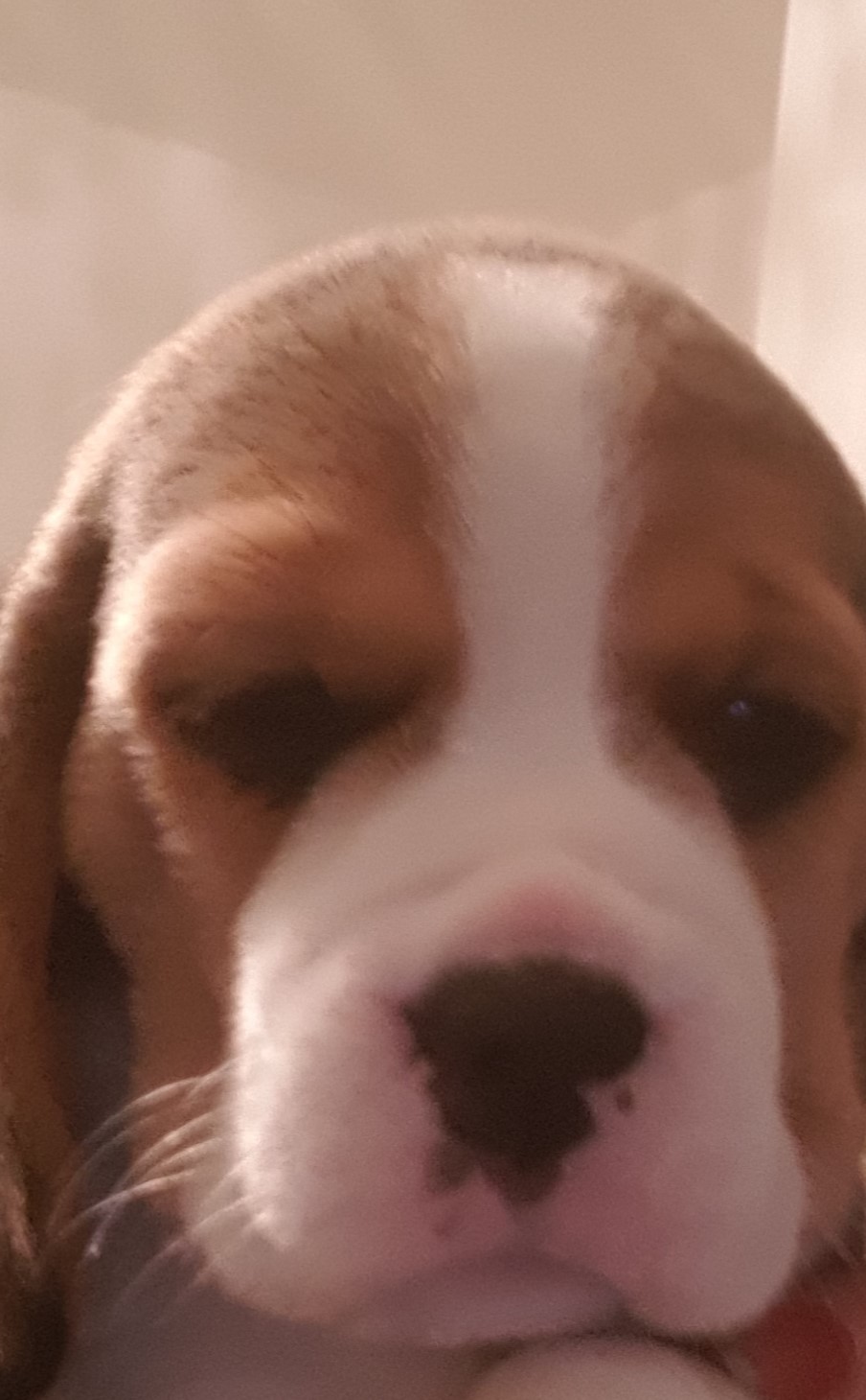hereditary clear, bealemale, beagle female, beagle dog, beagle bitch