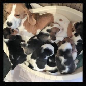 female puppy, male puppy, beagle, quality puppy quality beagle, kennel club puppy