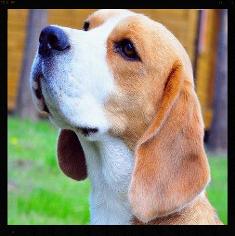 beagle puppies for sale in staffordshire, beagle puppies for sale, beagle puppy for sale