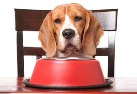 beagle diet, puppy beagle diet, healthy beagle puppy