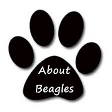 beagle dog, puppy beagle, beagle puppies, beagles, tri-colour