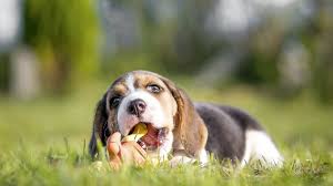 beagle diet, beagle healthy diet, natural diet for my beagle