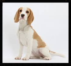 beagles in staffordshire, beagle puppies for sale staffordshire