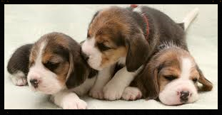 cute beagle puppy, tri-colour beagle puppy, kennel club beagle