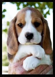 show beagle puppy, show beagle dog, microchipped, beagle puppy diet