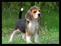 show beagle, for sale beagle puppy, beagle puppies for sale